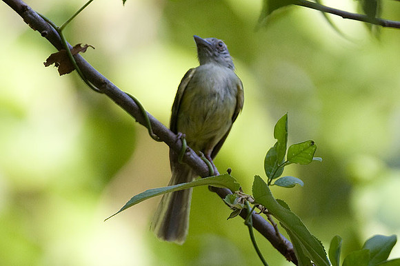 Yellow-olive Flycatcher (Tolmomyias sulphurescens)