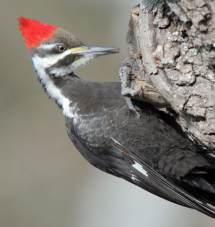 Pileated Woodpecker (Dryocopus pileatus) female