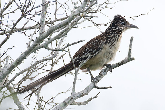 Lesser Roadrunner (Geococcyx velox)