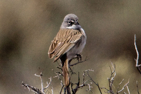 Sage Sparrow (Amphispiza belli)