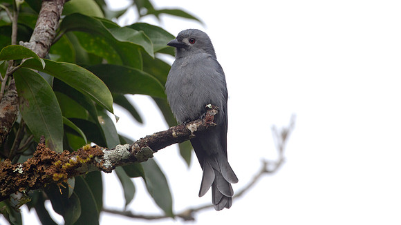 Ashy Drongo (Dicrurus leucophaeus)