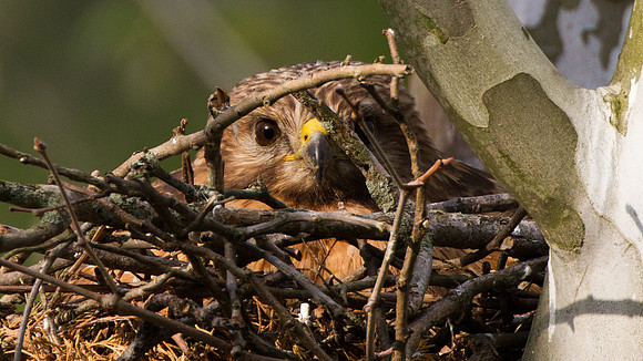 Red-shouldered Hawk female sitting on 3 hatched chicks (Buteo lineatus)