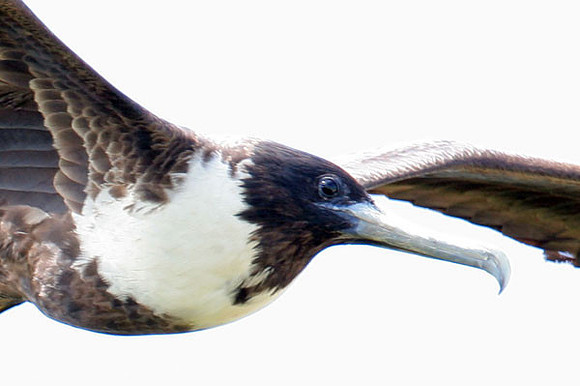 Magnificent Frigatebird (Fregata magnificens) female