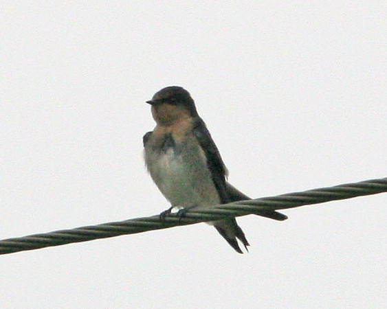 Welcome Swallow (Hirundo neoxena)