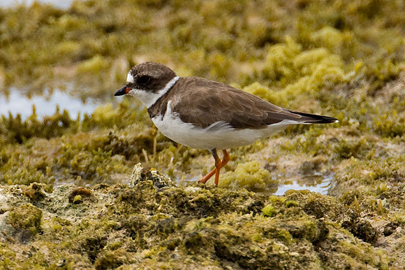 Semipalmated Plover (Charadrius semipalmatus)