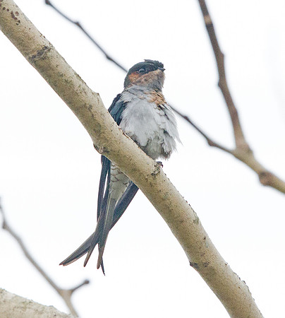 Grey-rumped treeswift (Hemiprocne longipennis)