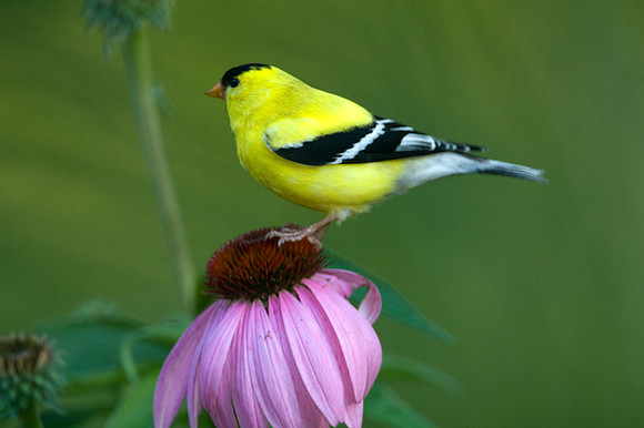 goldfinch-american goldfinch-_MG_2224a