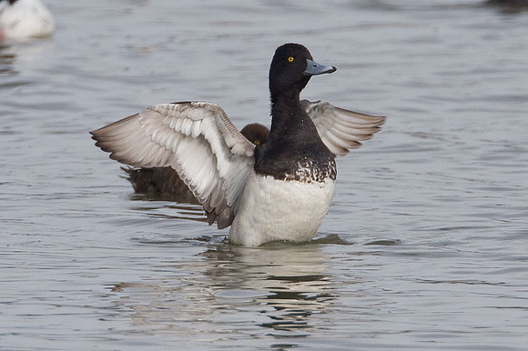 Lesser Scaup (Aythya affinis) male