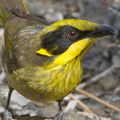 Yellow-tufted honeyeater (Lichenostomus melanops)