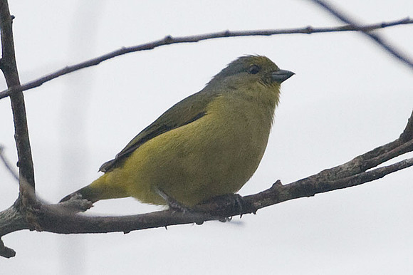 Scrub Euphonia (Euphonia affinis) female
