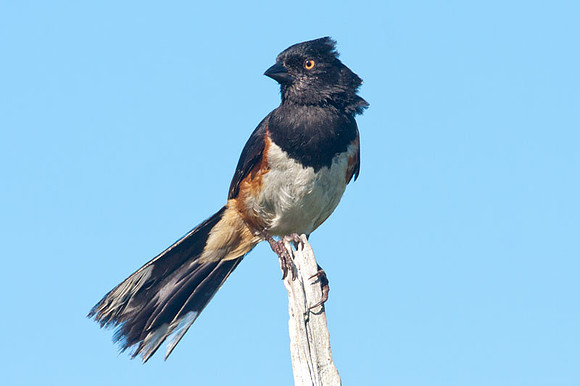 Eastern Towhee (Pipilo erythrophthalmus)