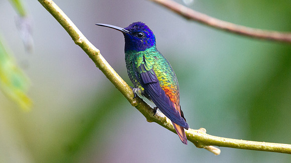 Golden-tailed Sapphire (Chrysuronia oenone)
