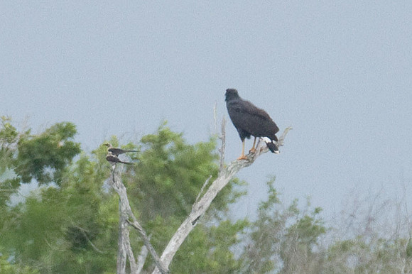 Zone-tailed Hawk (Buteo albonotatus)