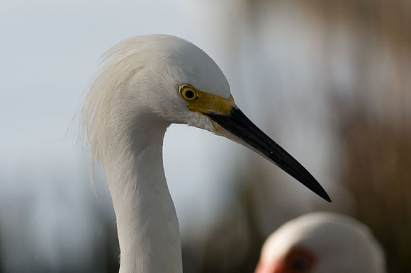 Snowy Egret (Egretta thula) with American White Ibis (Eudocimus albus)