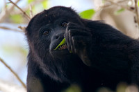 Black howler (Alouatta caraya)