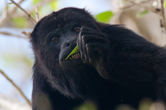 Black howler (Alouatta caraya)