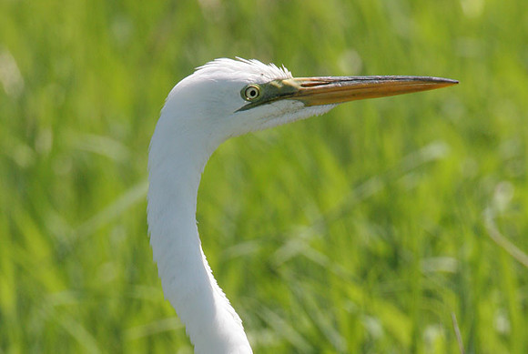 Great Egret (Ardea alba) also known as Great White Egret or Common Egret