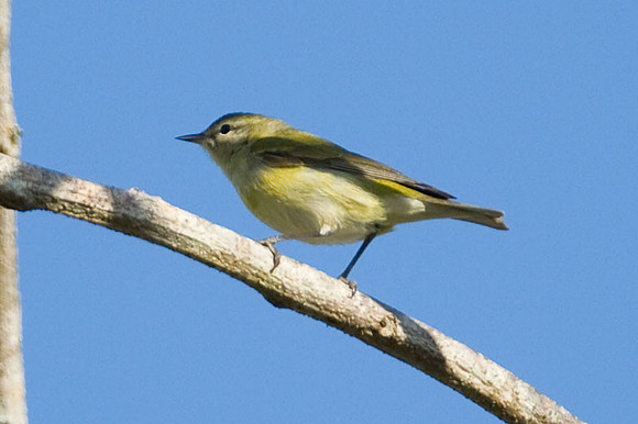 Tennessee Warbler (Oreothlypis peregrina)