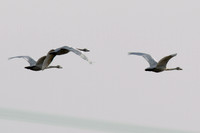 Snow Goose (Chen caerulescens)