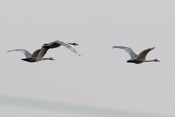 Snow Goose (Chen caerulescens)