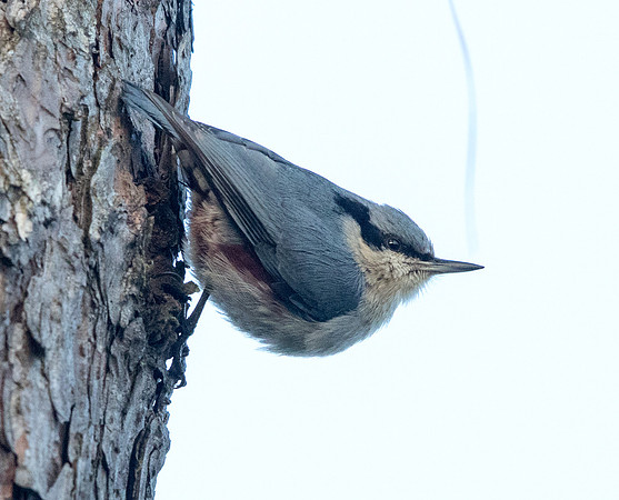 Chestnut-vented nuthatch (Sitta nagaensis)