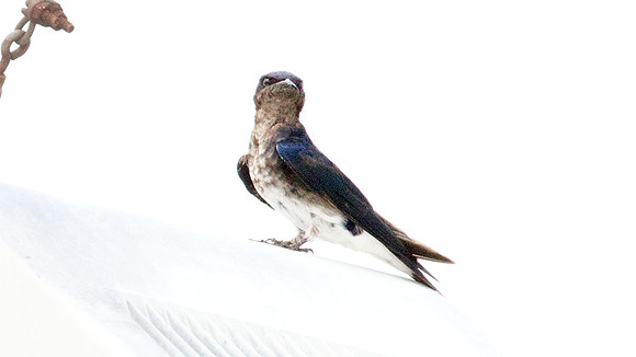 Gray-breasted Martin (Progne chalybea)