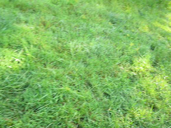 IMG_0450