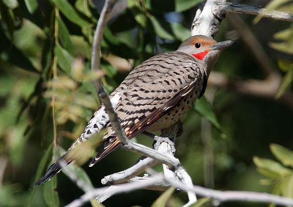 Northern Flicker (Red-shafted) (Colaptes auratus)