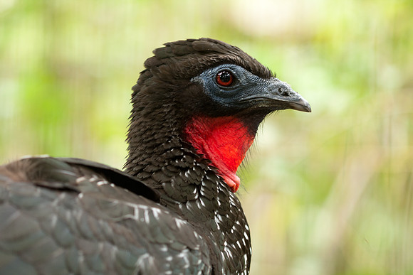 Crested Guan (Penelope purpurascens) captive