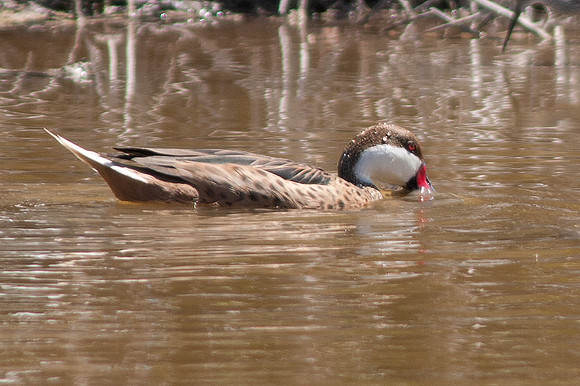 White-cheeked Pintail (Anas bahamensis)