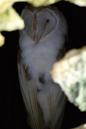 Barn Owl (Tyto alba furcata) male