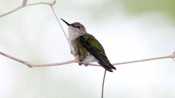 Vervain Hummingbird (Mellisuga minima) male