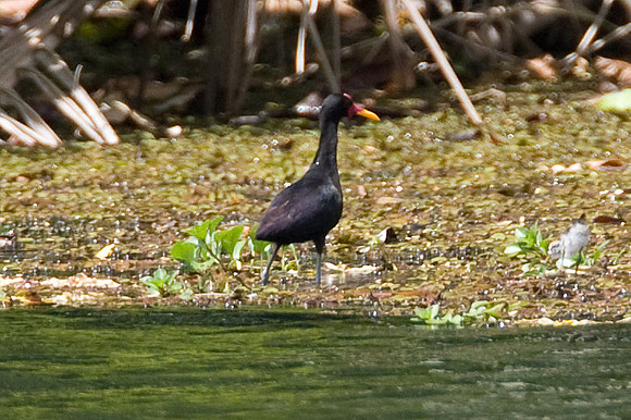 Wattled Jacana (Jacana jacana)