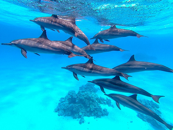 Spinner dolphin (Stenella longirostris)