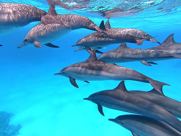 Spinner dolphin (Stenella longirostris)