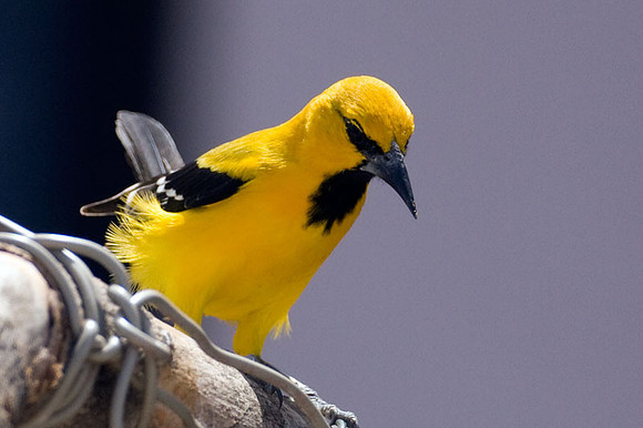 Yellow Oriole (Icterus nigrogularis)