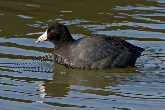 American Coot (Fulica americana)