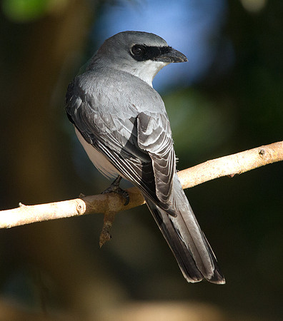 White-bellied cuckooshrike (Coracina papuensis)