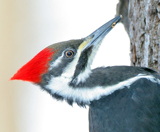 Pileated Woodpecker (Dryocopus pileatus) female