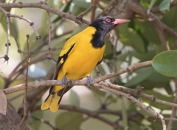Black-hooded oriole (Oriolus xanthornus) Male