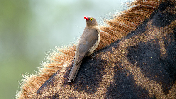 Red-billed Oxpecker (Buphagus erythrorhynchus)