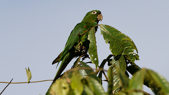 White-eyed Parakeet (Aratinga leucophthalma)