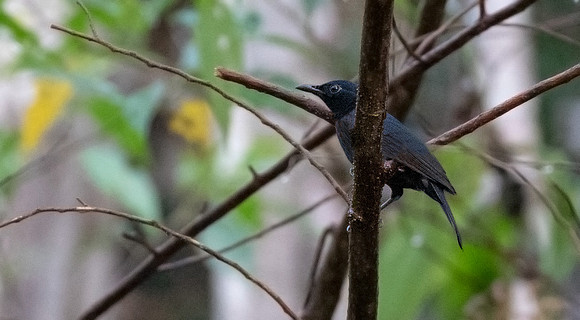 Black berrypecker (Melanocharis nigra) Male