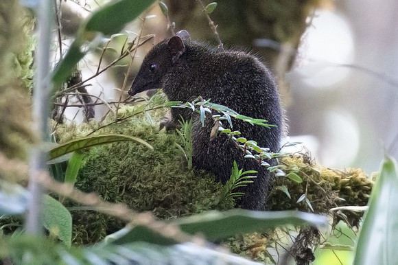 David's spiny bandicoot(Echymipera davidi)