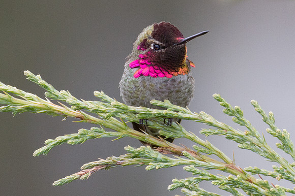Anna's Hummingbird (Calypte anna)