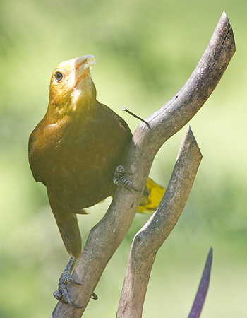 Russet-backed Oropendola (Psarocolius angustifrons)