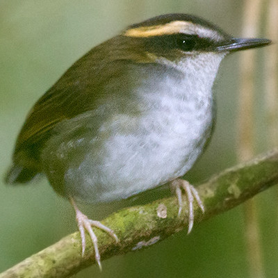 Bornean Stubtail (Urosphena whiteheadi)