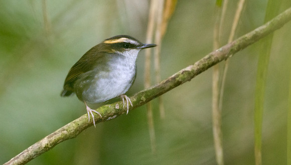 Bornean Stubtail (Urosphena whiteheadi)