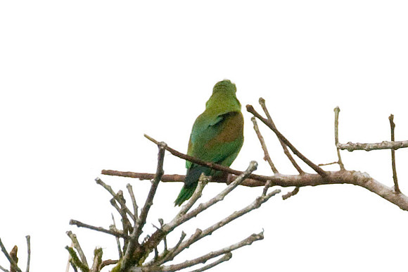 Orange-chinned Parakeet (Brotogeris jugularis) also known as Tovi Parakeet