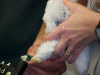 Peregrine Falcon (Falco peregrinus) chick